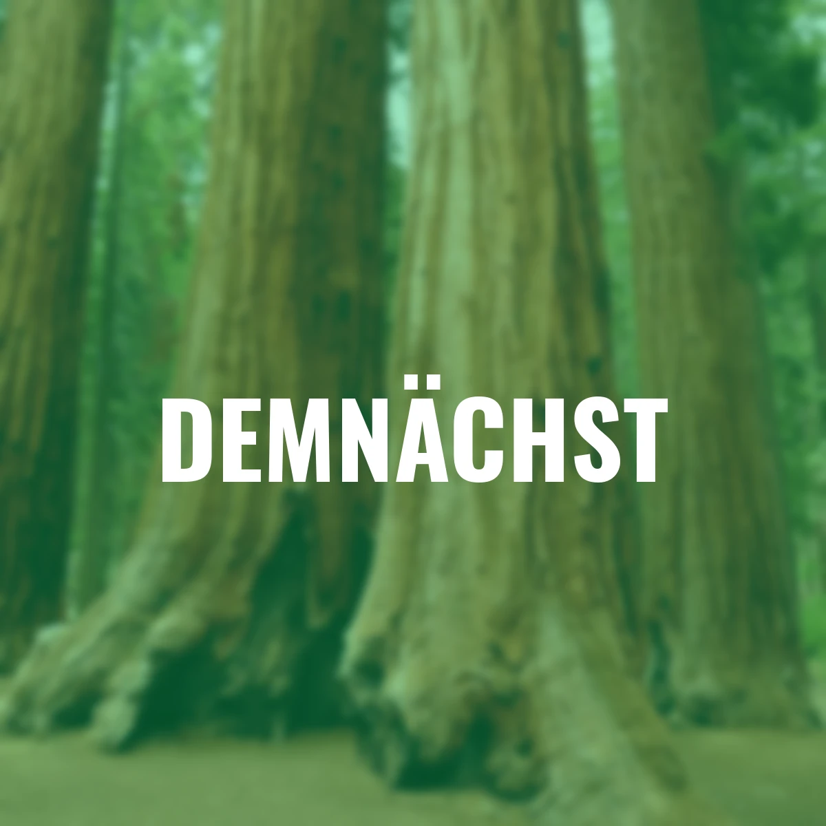 Küsten - Mammutbaumsamen Redwood