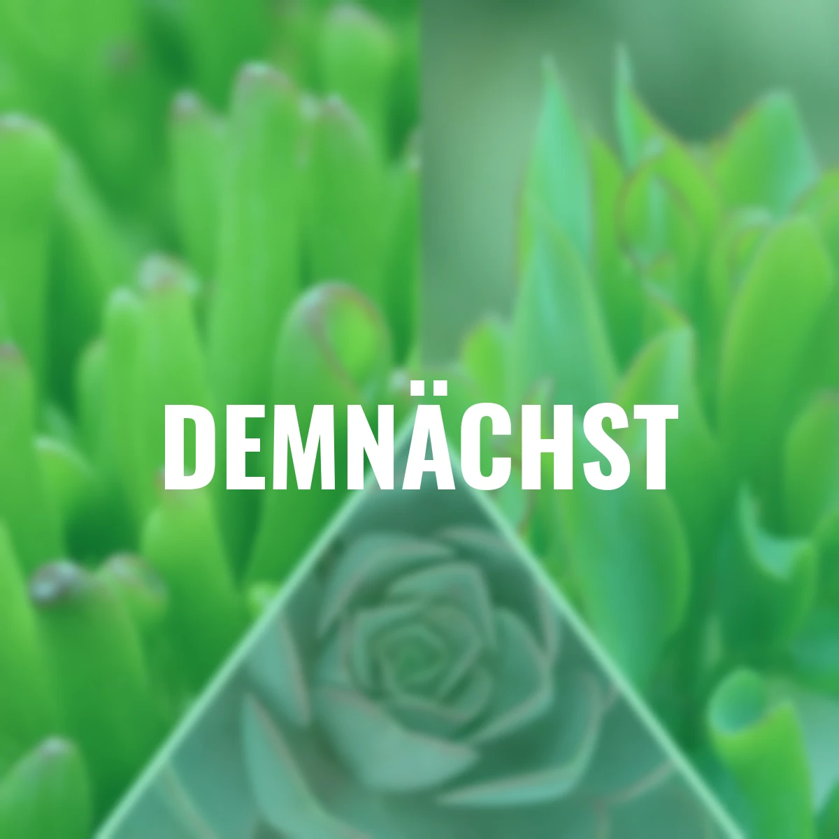 Sukkulenten-Set Sonnenkuss, 3er-Set, Höhe ca. 5-10 cm