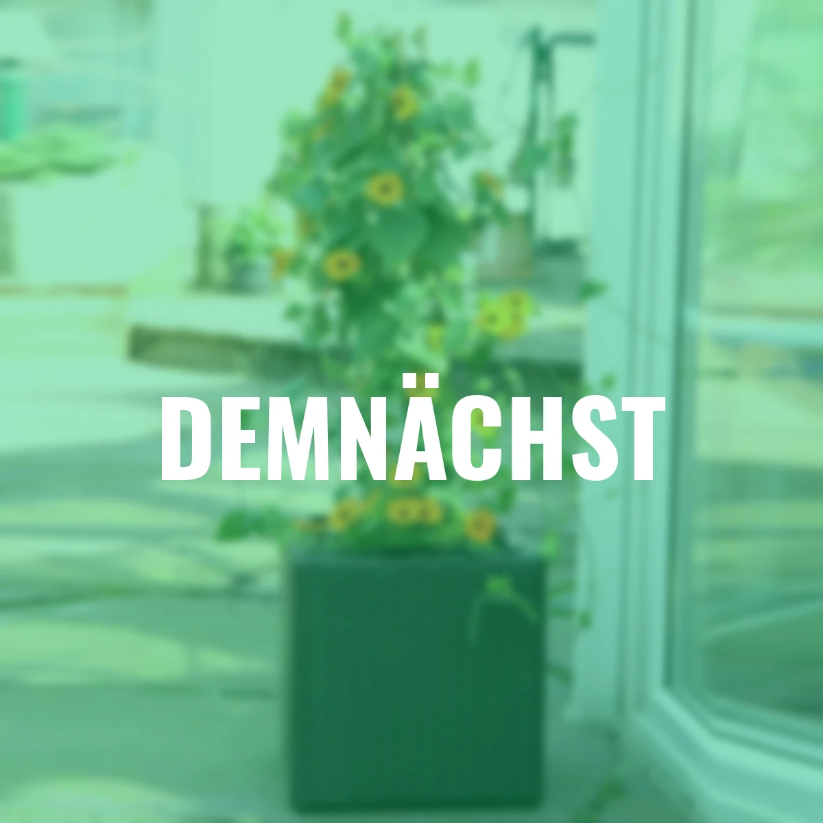 Schwarzäugige Susanne, orange, im ca. 17 cm-Topf