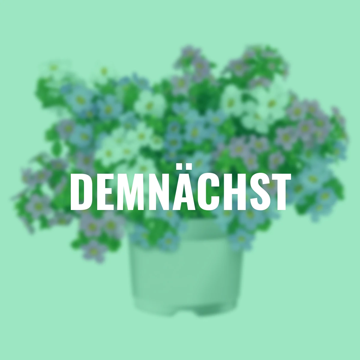 Trio-Schneeflockenblume, weiß-rosa-blau