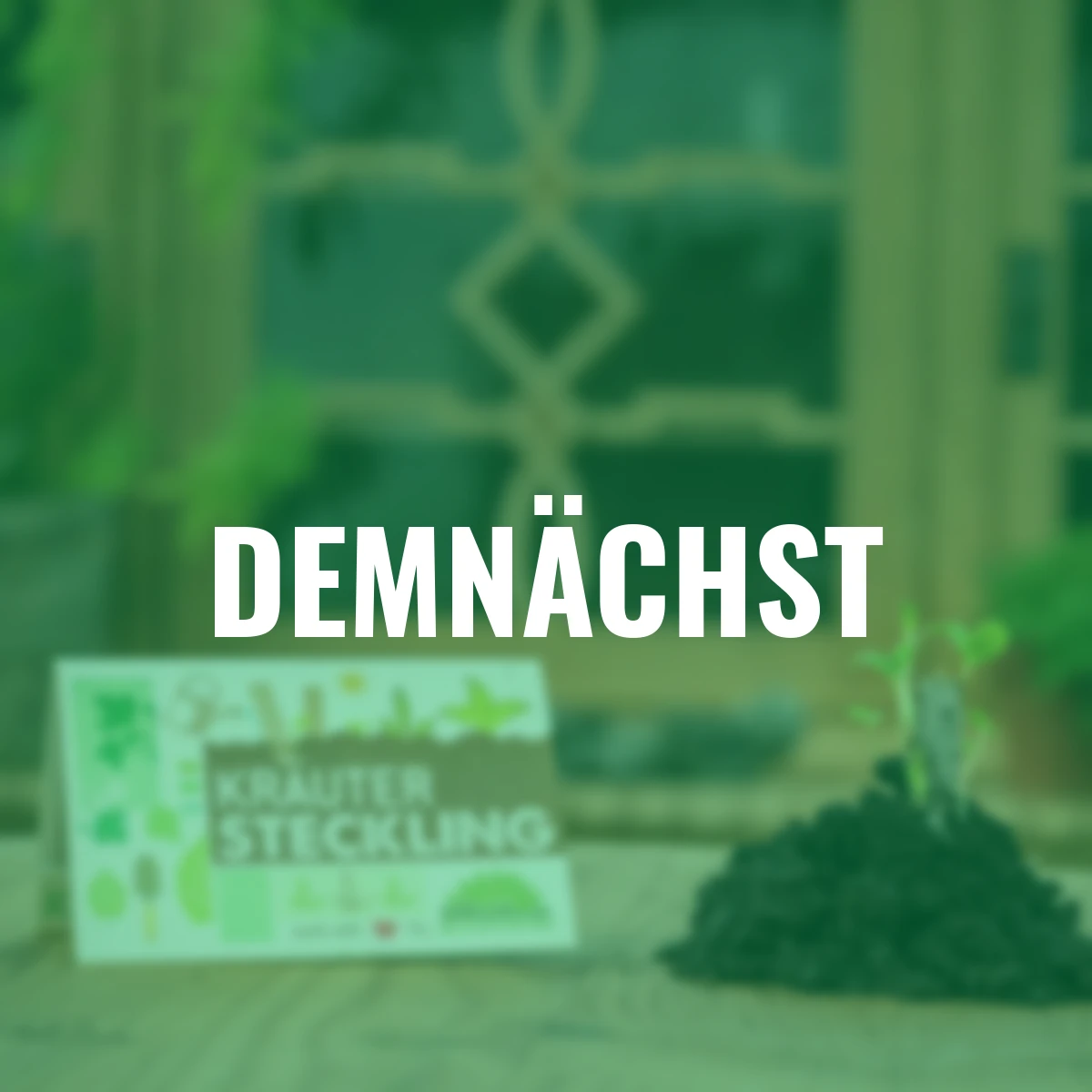 Steckling Kräutersamen, 10 Stück