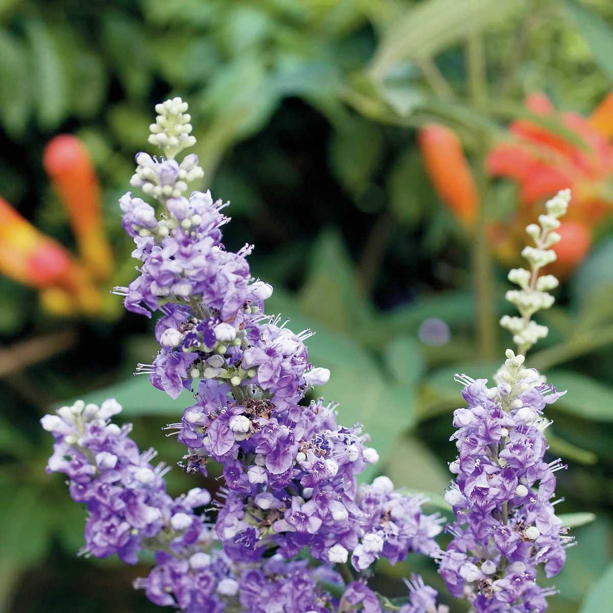 Mönchspfeffer Magical® Summertime Blues ®