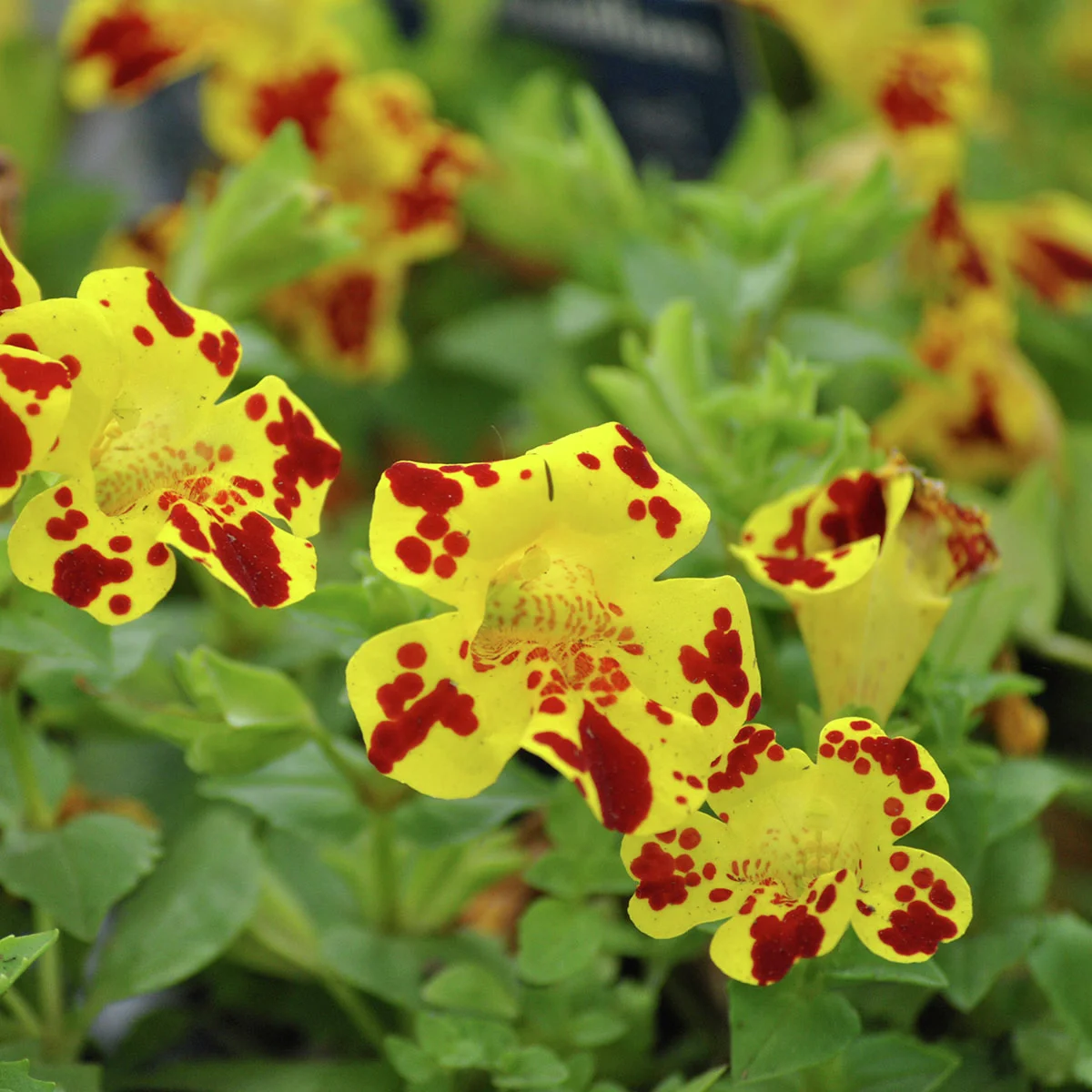 Gefleckte Gauklerblume