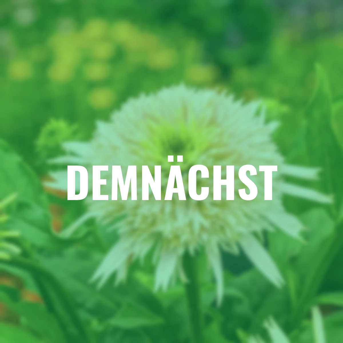 Sonnenhut Cherry Fluff ®