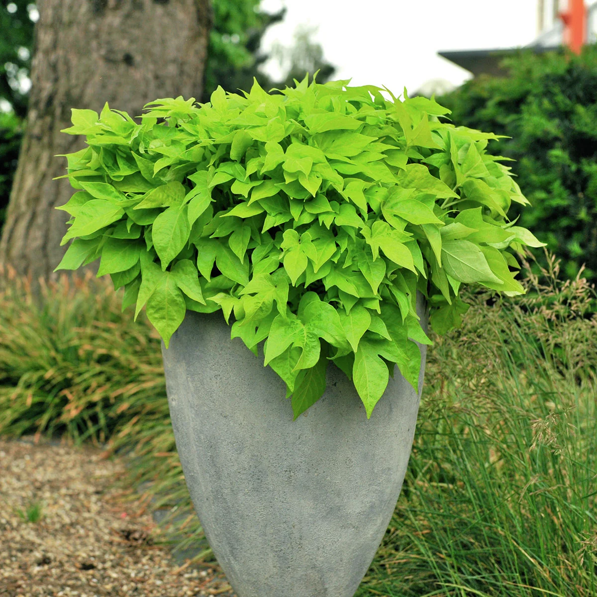 Kiwigrüne Blattschmuck-Ipomoea