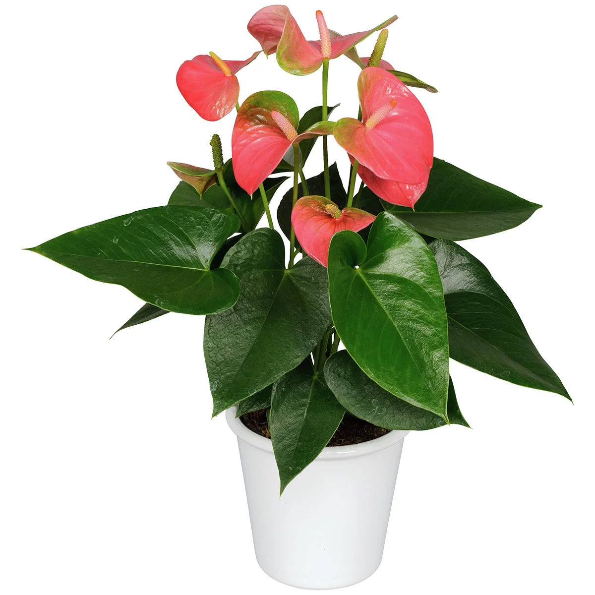 Rosa Flamingoblume, im ca. 10 cm-Topf