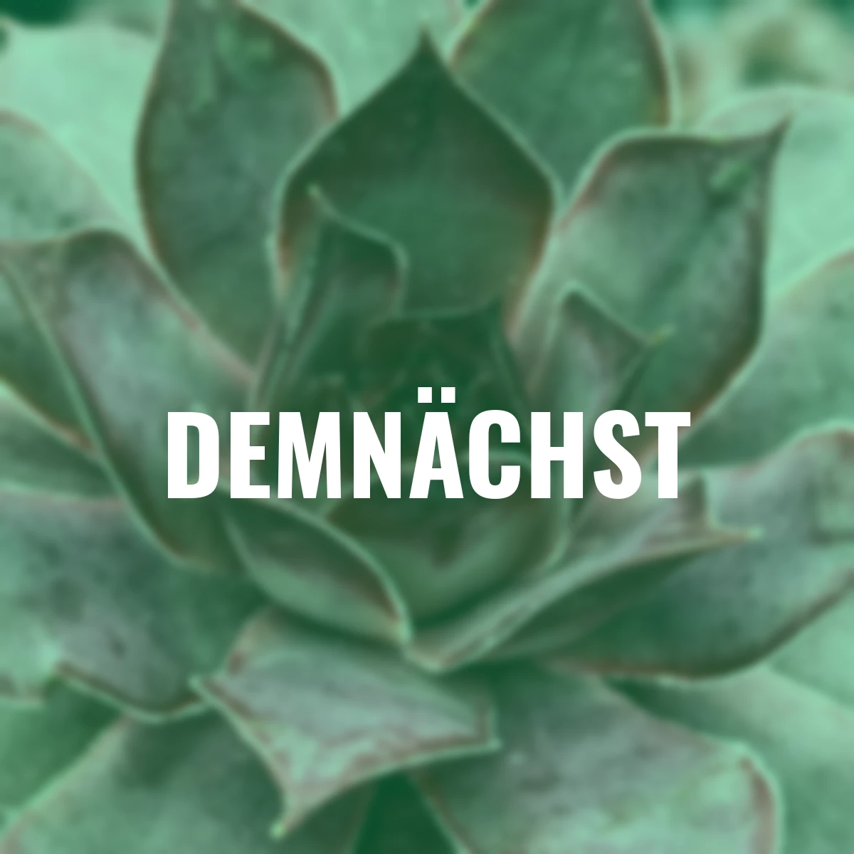 Hauswurz Chick Charms® Grape Galaxy