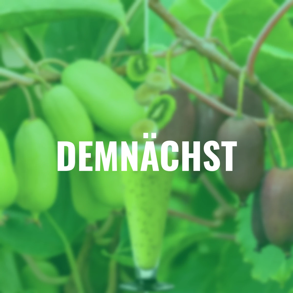 Obst-Set Kiwi Berry(R)