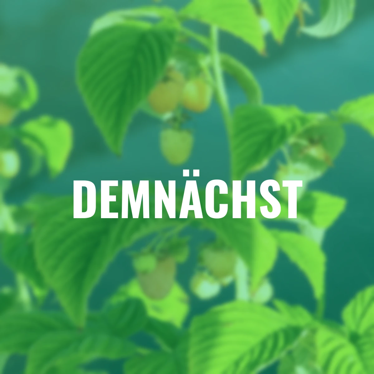 Himbeere Twotimer® Sugana® Yellow, Höhe ca. 40-50 cm