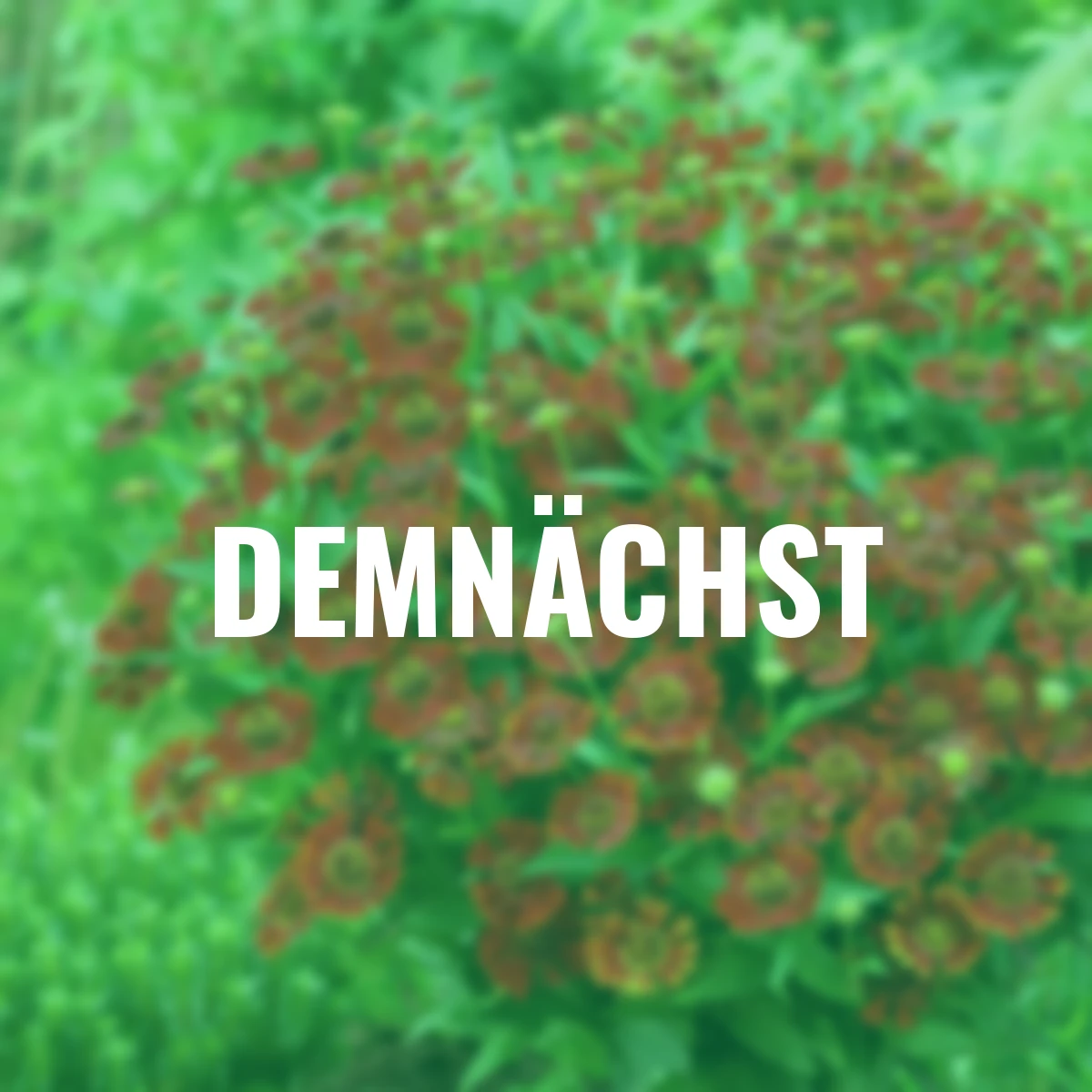 Sonnenbraut Mariachi