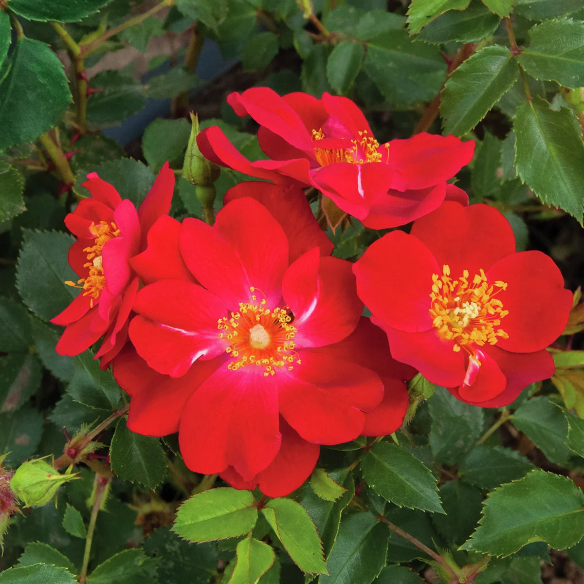 Strauchrose Amulet Mella, wurzelverpackt