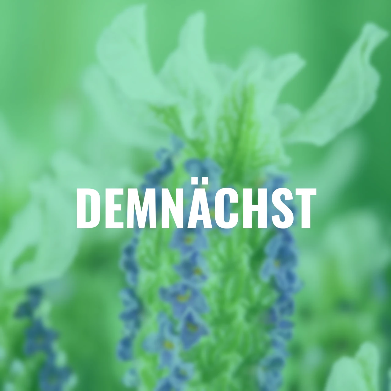 Weißer Schopflavendel