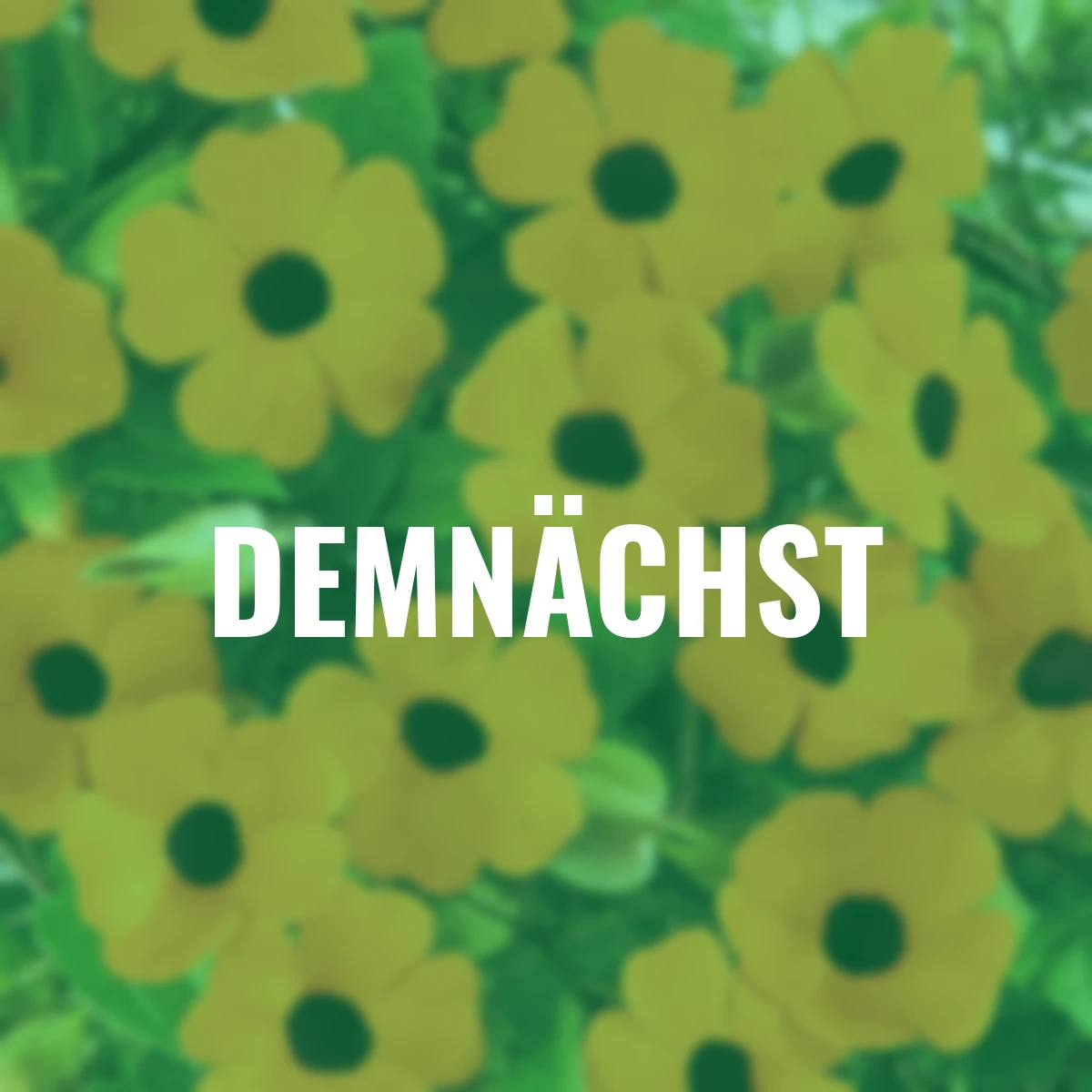 Schwarzäugige Susanne, orange