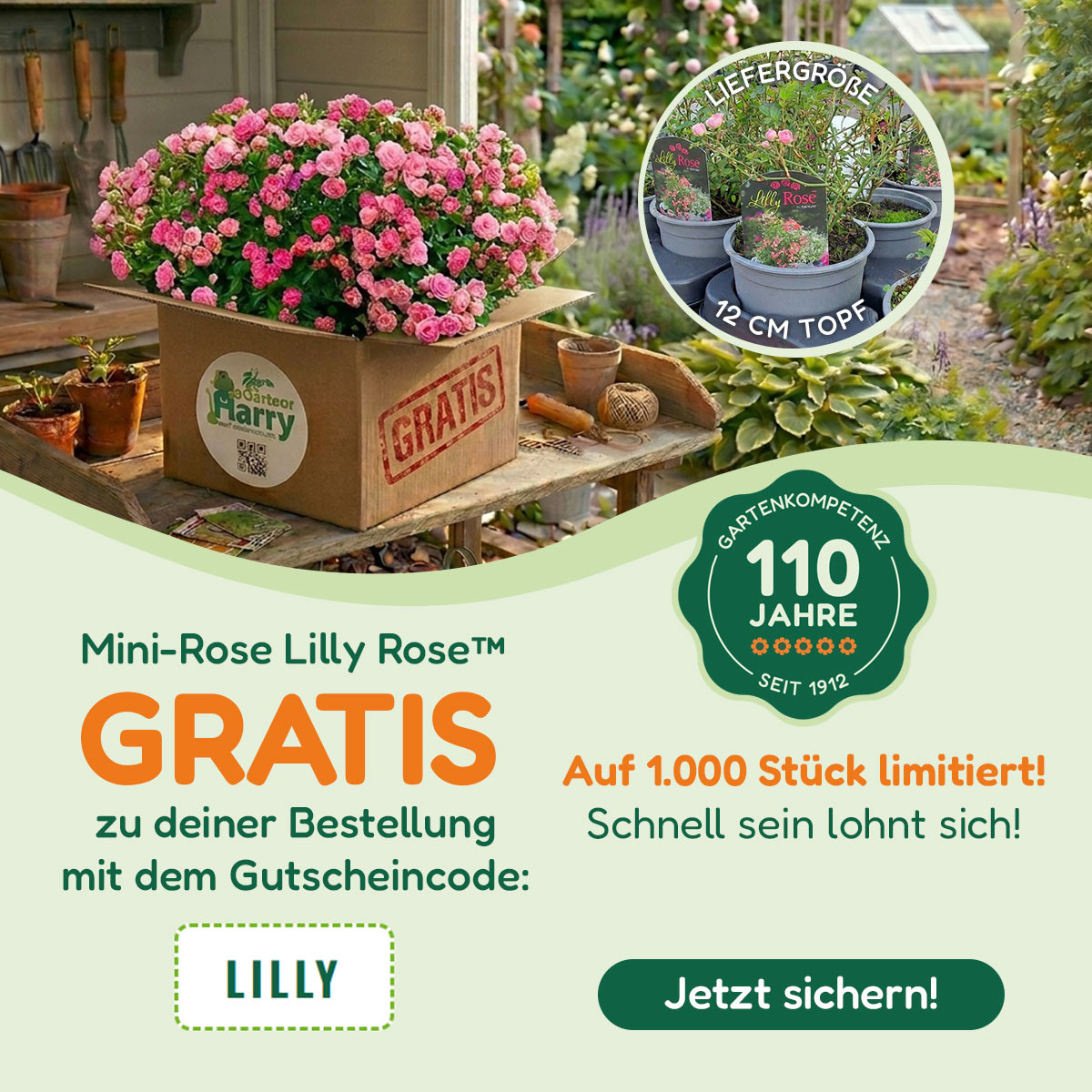 Gärtner Harry – Lilly Rose Aktion