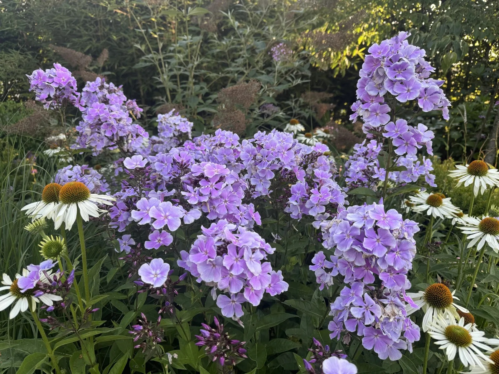 Große Flammenblume Franz Schubert