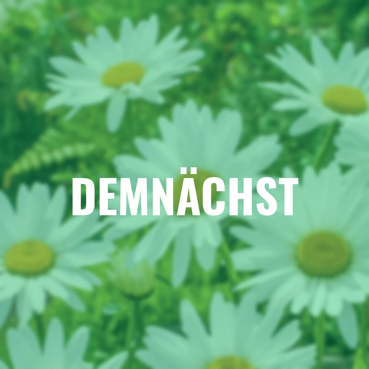 BIO Großblumige Margerite Alaska