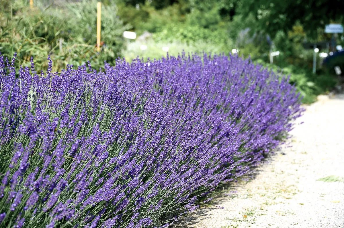Provence Lavendel Grosso
