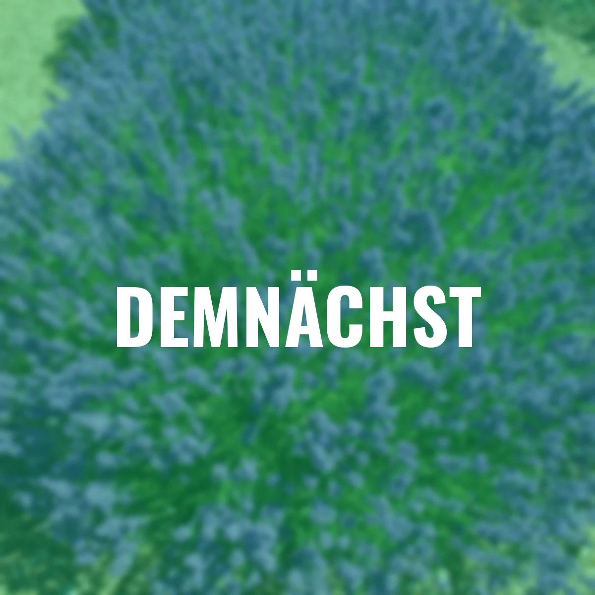 Englischer Lavendel Lavenite Petite