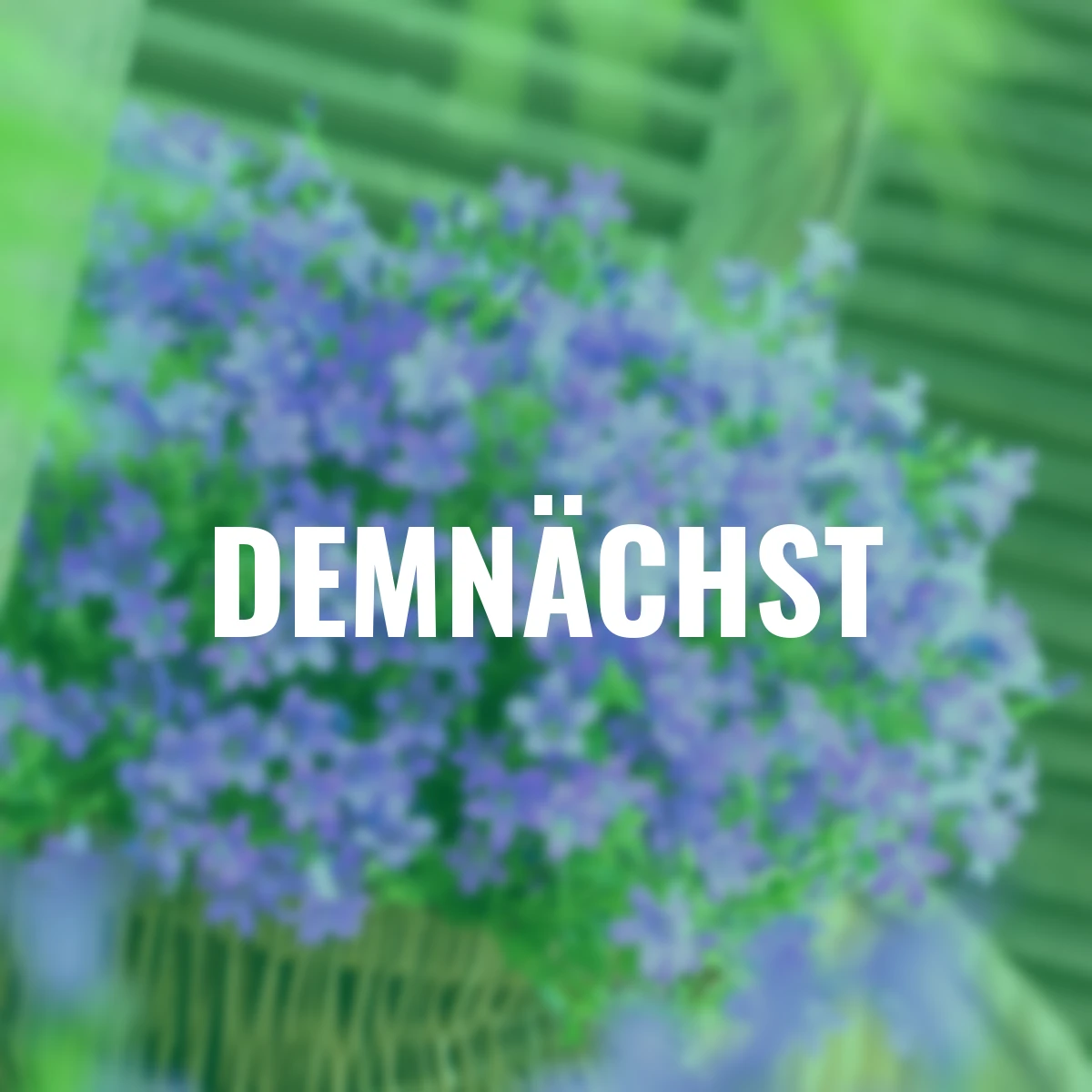 Polster-Glockenblume Catharina