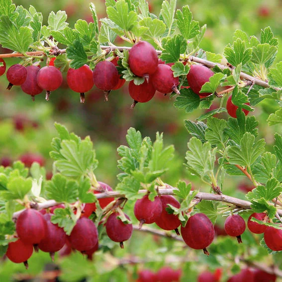 Stachelbeere Larell, Busch