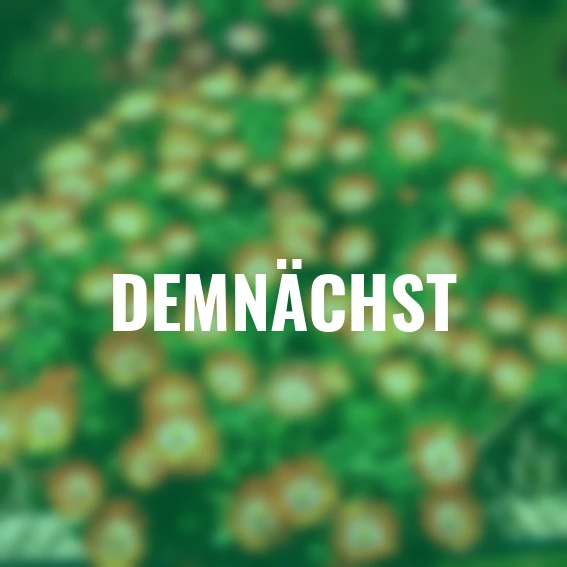 Mittagsblume Perfect Orange