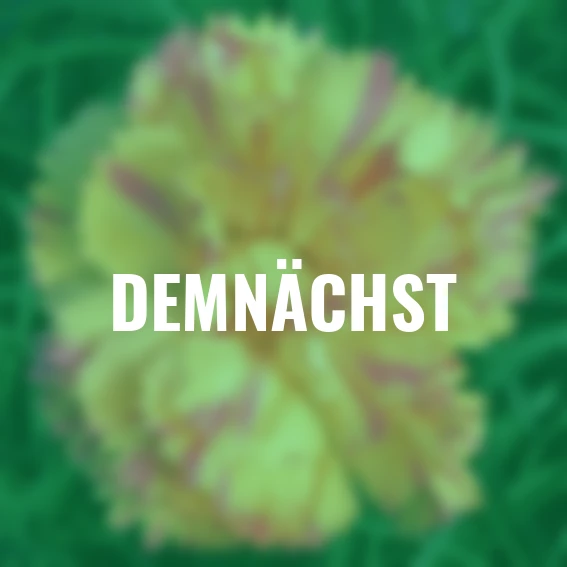 Pfingstnelke Devon Cream(R)