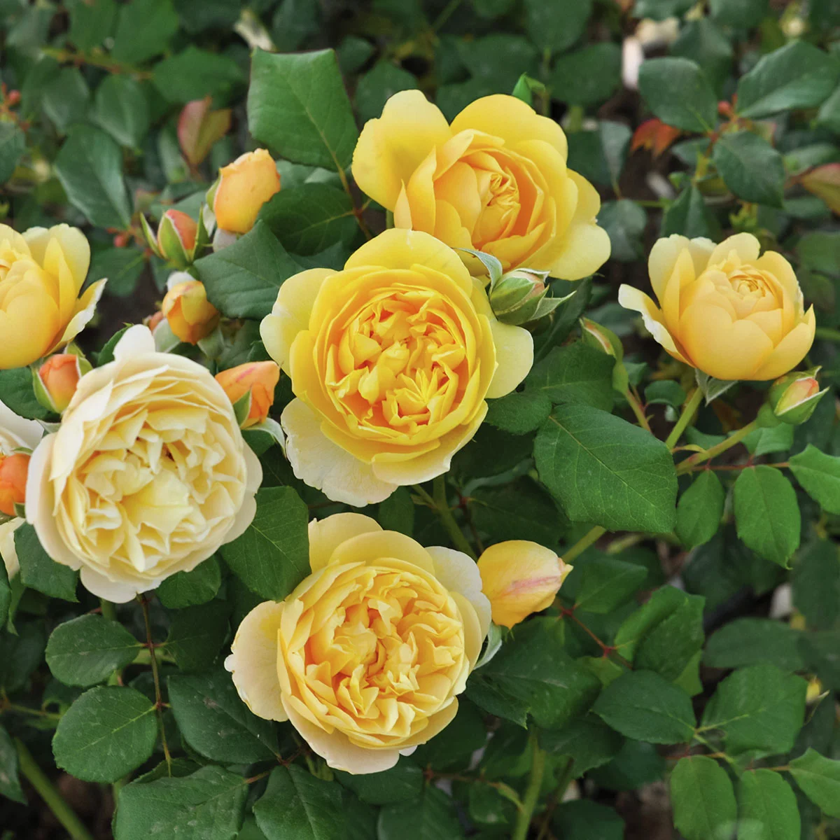 Edelrose Olivera Frayla, wurzelverpackt