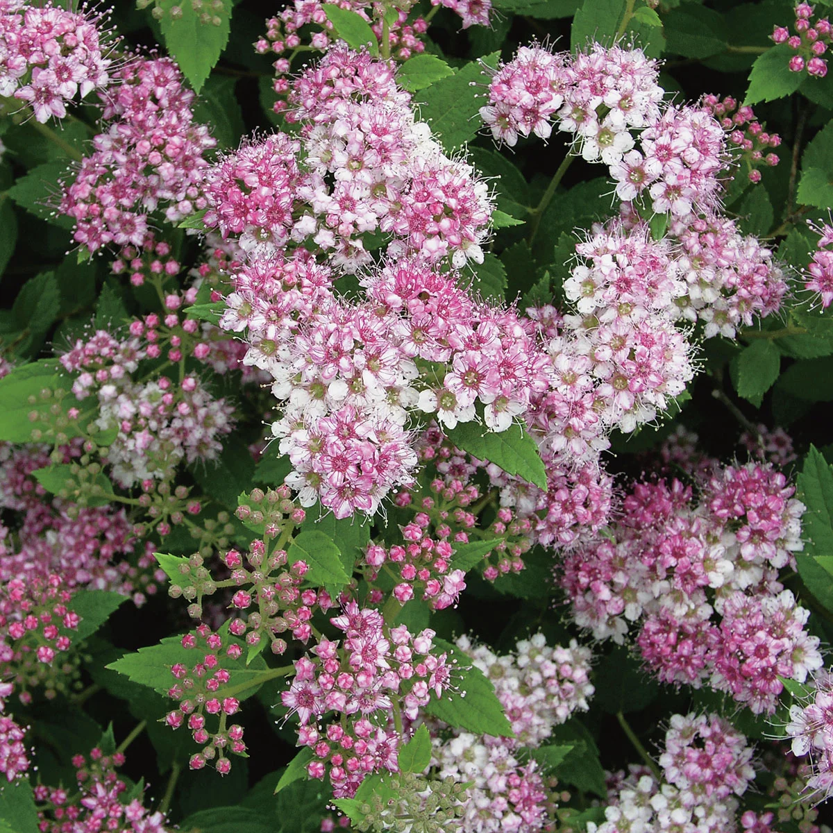 Rosa Zwergspiere Little Princess, im ca. 9 cm-Topf