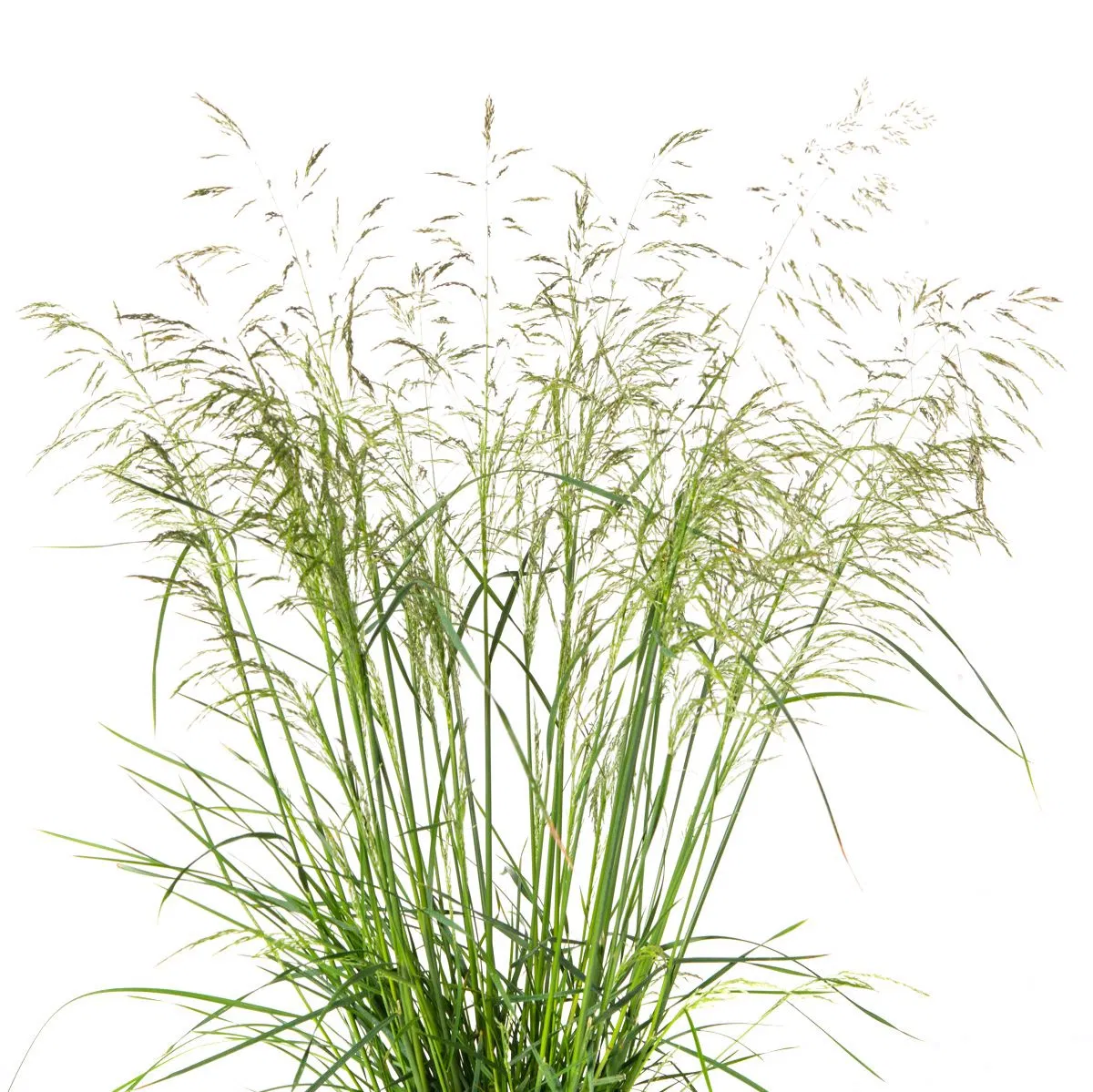 Kleine Waldschmiele Palava