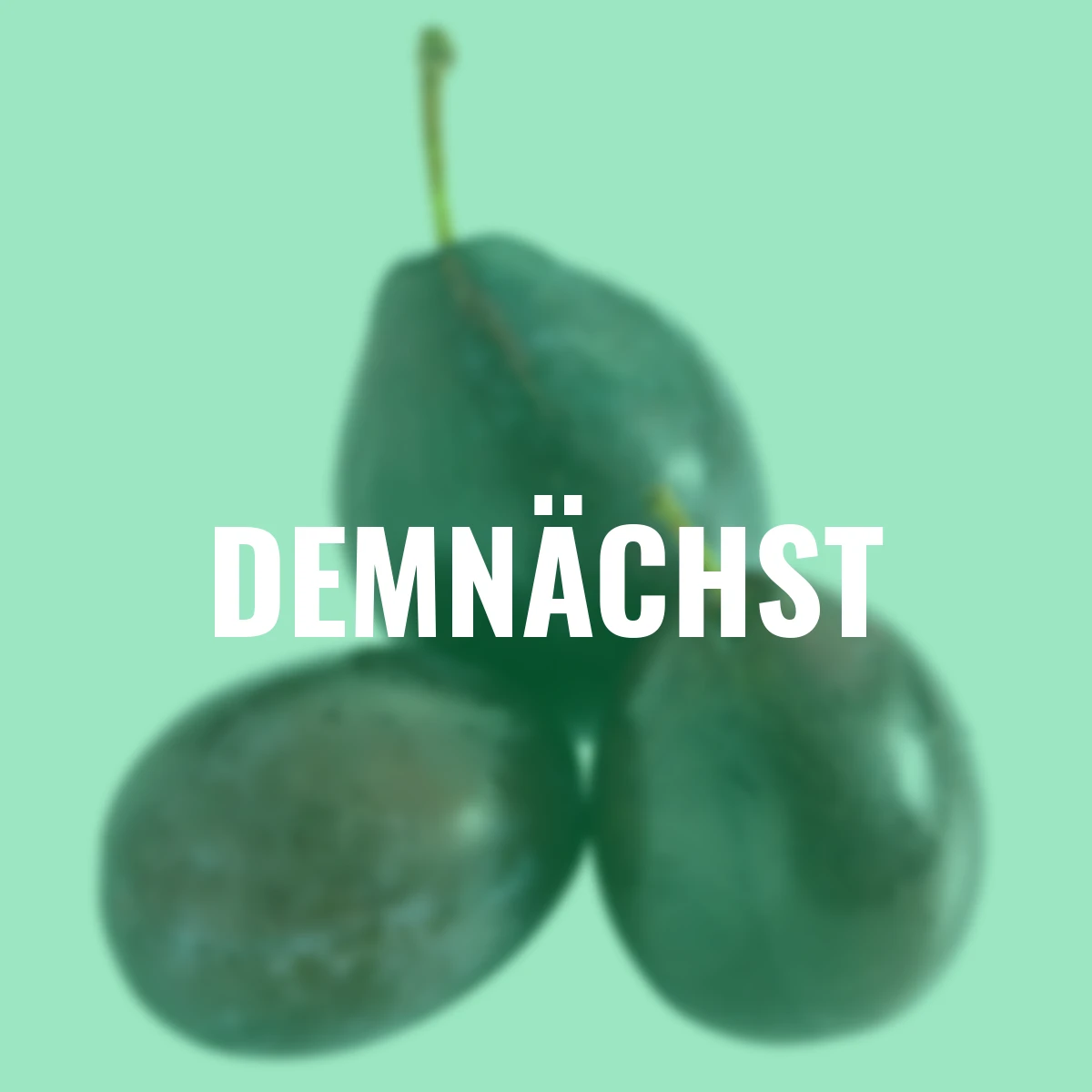 Zwergobst Pflaume Hanna