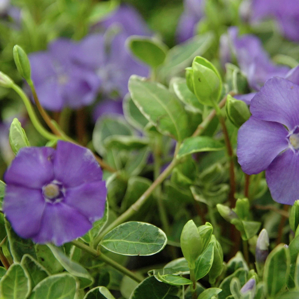 Immergrün Ralph Shugert