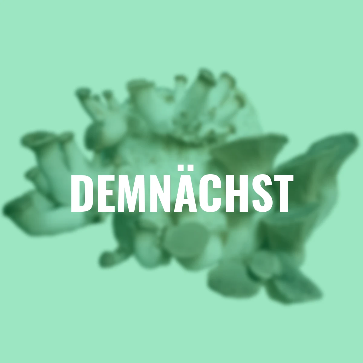 Pilzkultur-Set Kräuterseitling