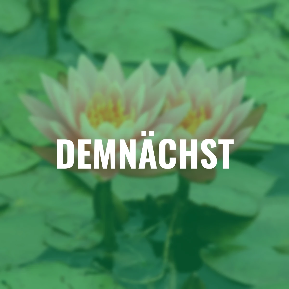 Seerose Aurora, kupfer