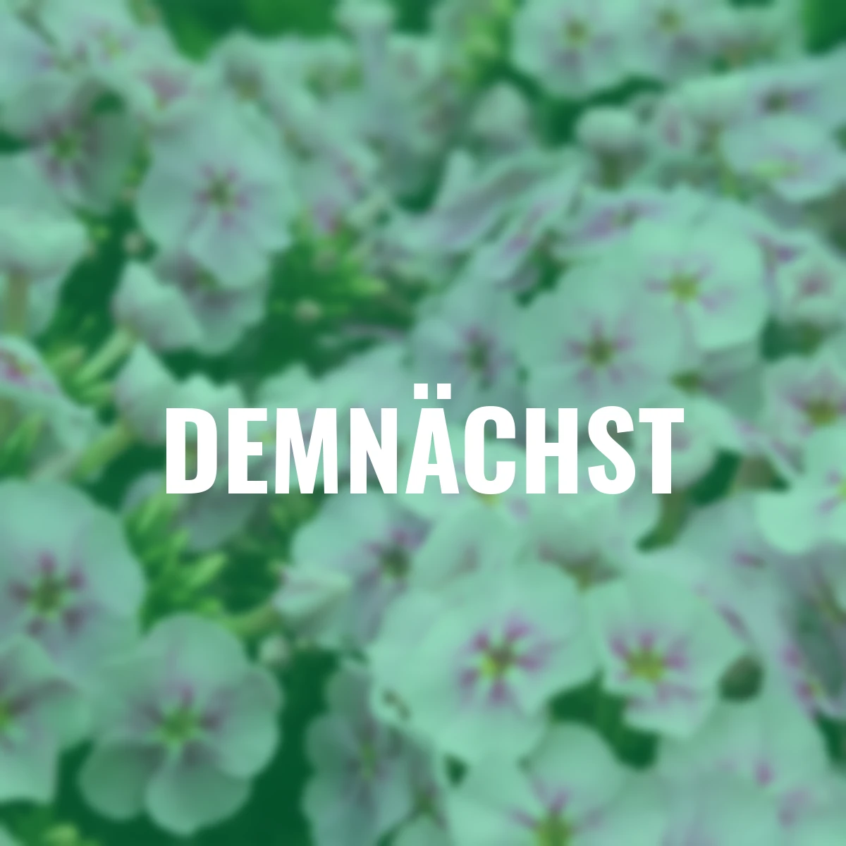 Phlox Younique Bicolor