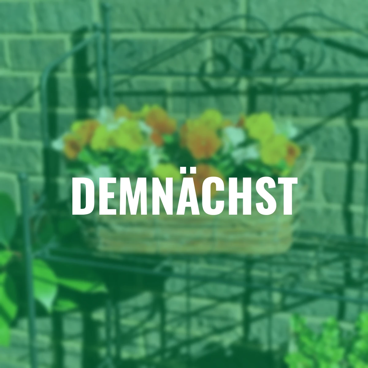 Hornveilchen Mix a Twix® Sunny