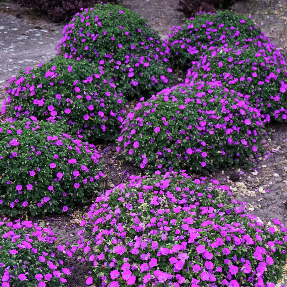 Storchschnabel Max Frei