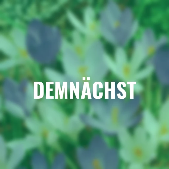 Krokus-Mischung + gratis Zwiebelpflanzer