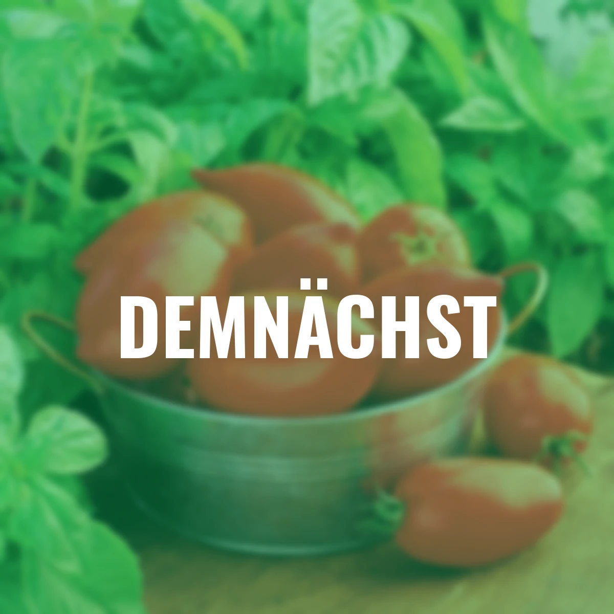 Tomatensamen Big Mama F1