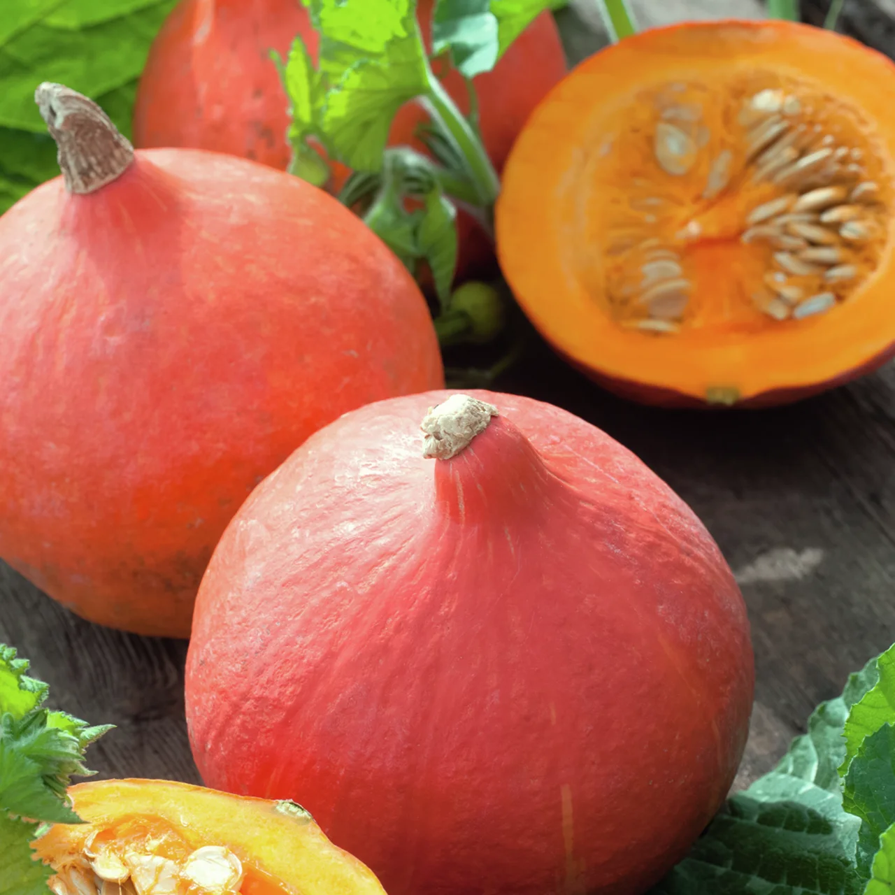 Kürbispflanze Hokkaidokürbis