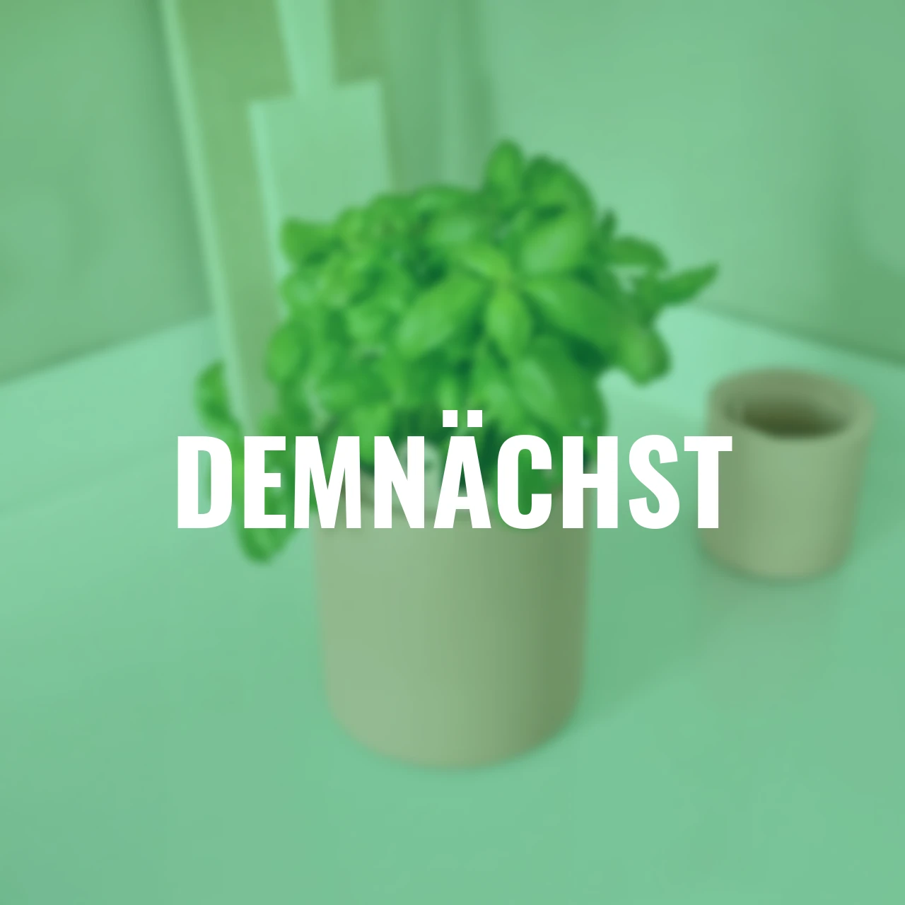 Basilikum-Topf Bouncy Basil 17 cm terracotta