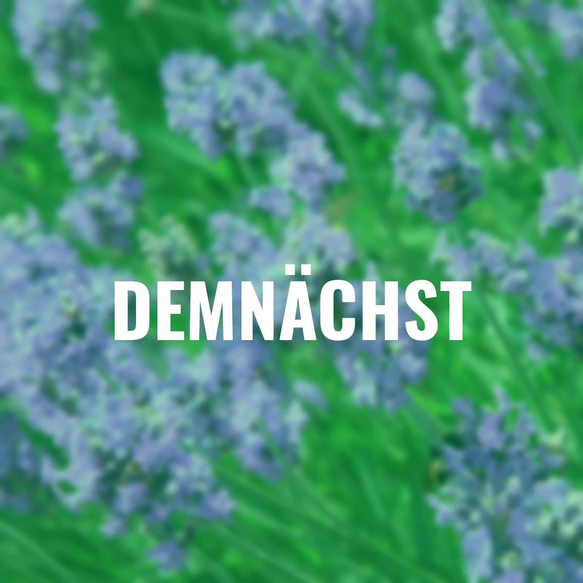 Lavendel Der Klassiker, im ca. 9 cm-Topf