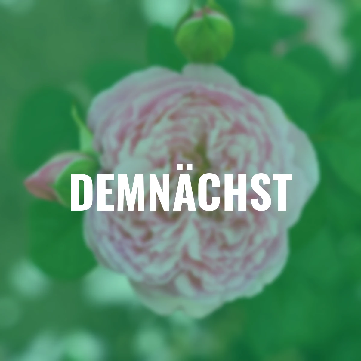 Sense of Love®-Duftrose Unique Aroma™