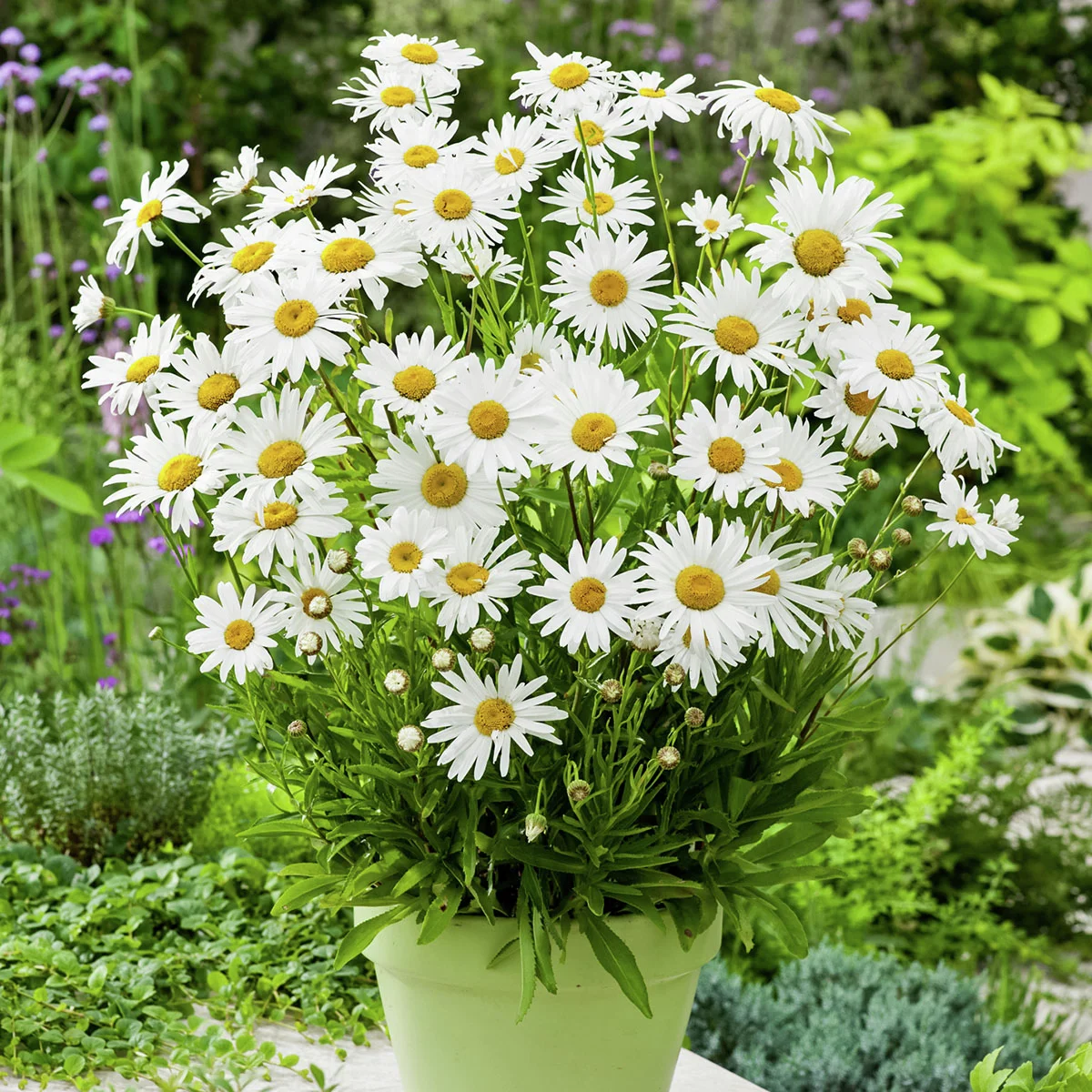 Margerite Oah La™ Lagrande