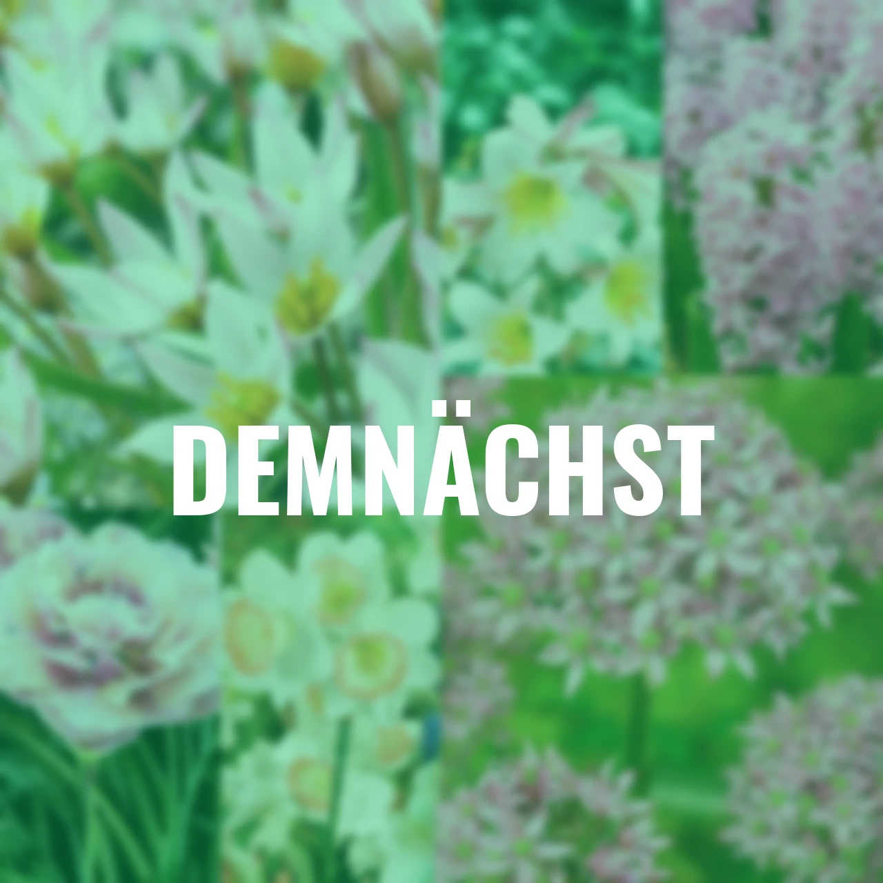 Blumenzwiebel-Set Rosa Frühling