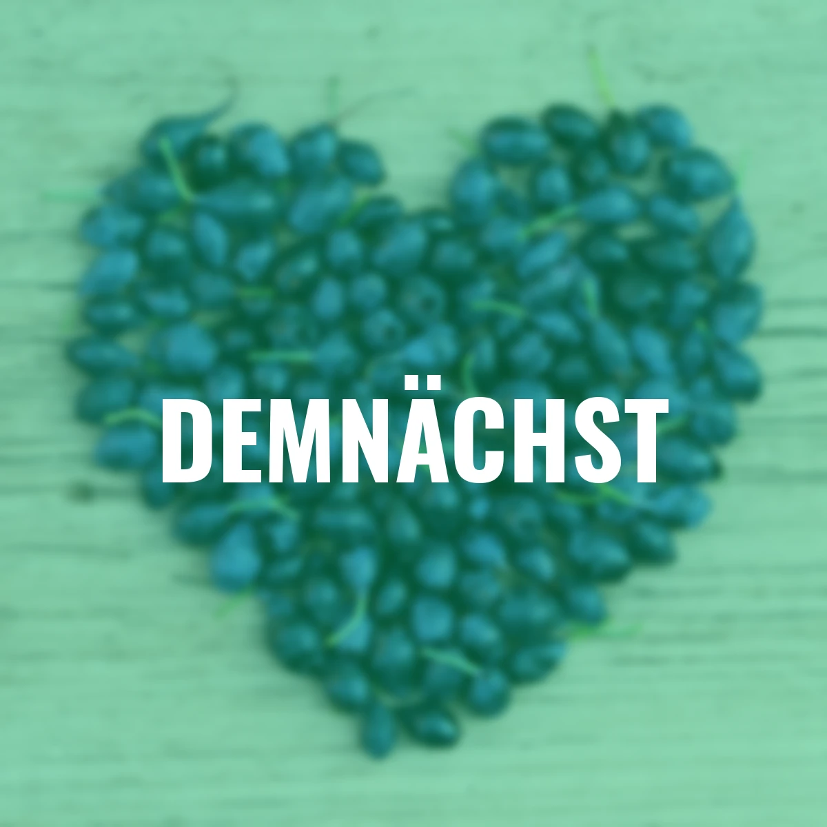 Vier-Monats-Heidelbeere Lucky Berry®