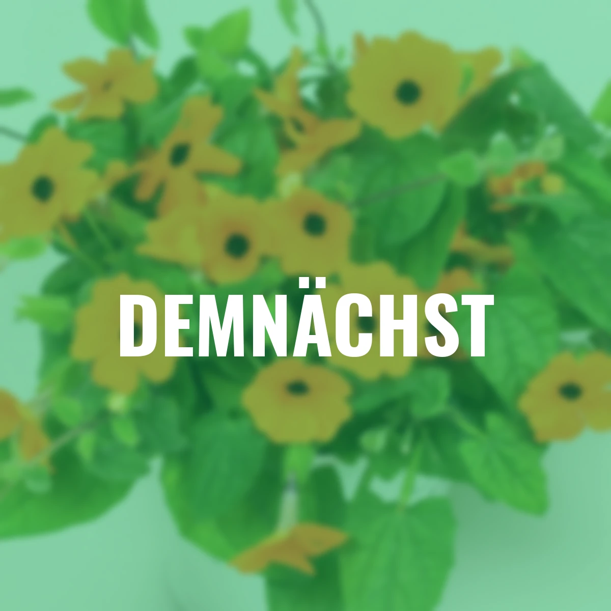 Schwarzäugige Susanne, Trio Pyramide