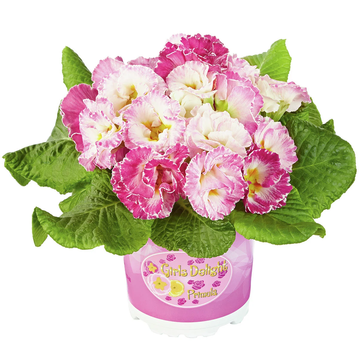 Rose Primrose Girl's Delight Pink Shades®