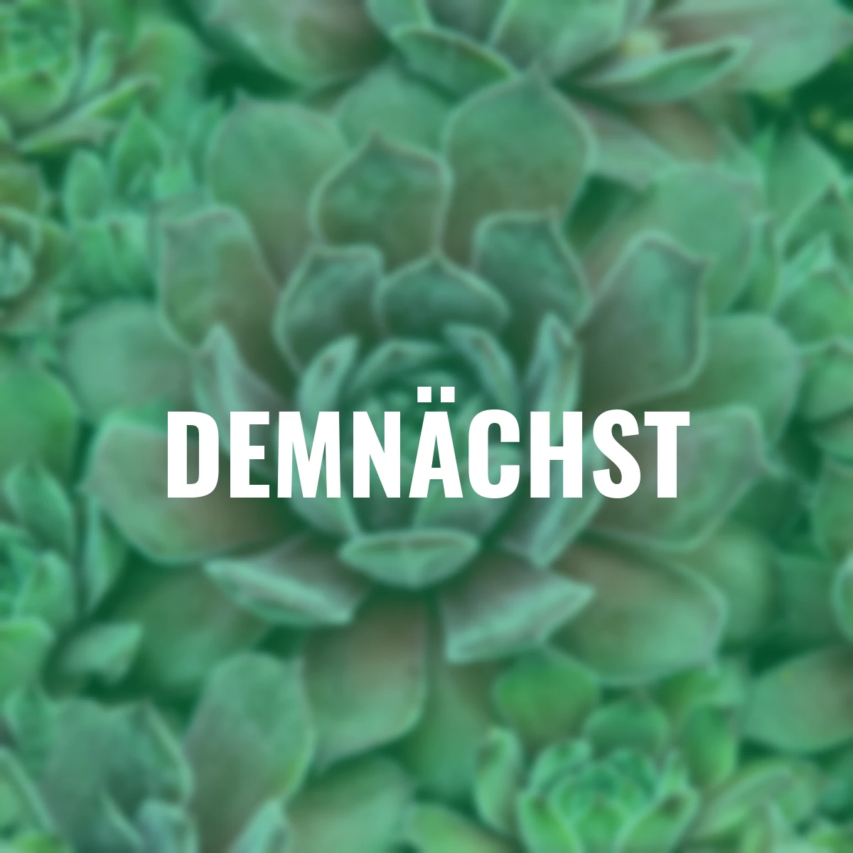 Hauswurz Chick Charms® Silver Suede