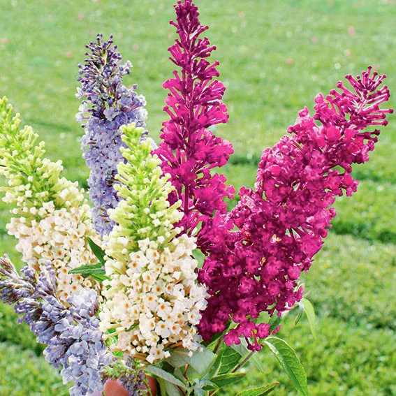 Trio-Zwergschmetterlingsflieder