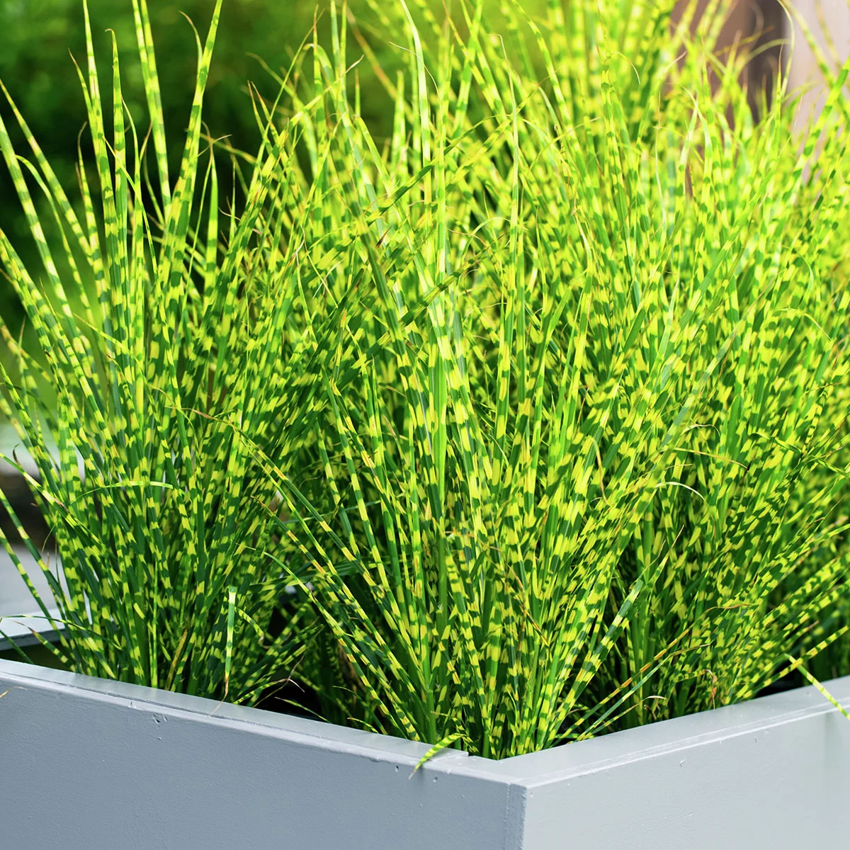 Tigergras, im ca. 14 cm-Topf